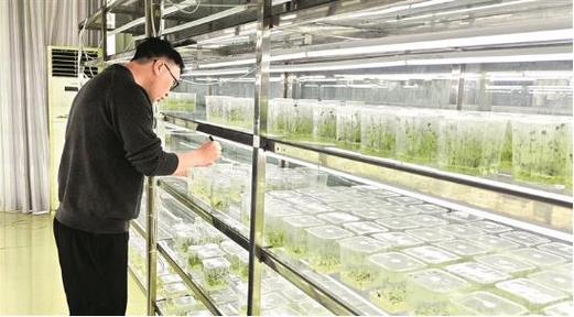 科技赋能马铃薯产业 贵州省生物技术研究所育种研究室田间查看新品种核心种质